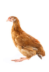 chicken is isolated