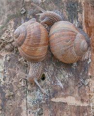 garden snails