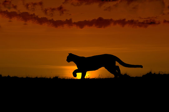 Cougar silhouette