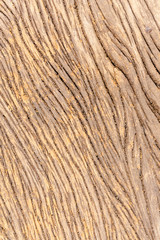 Close up rough wood texture with natural pattern.