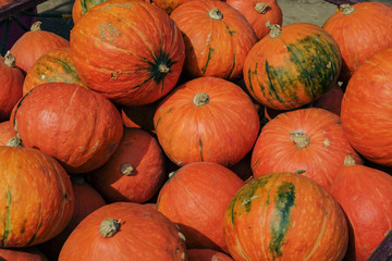 Giant pumpkin group