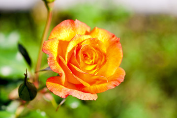 Bunch of flowers