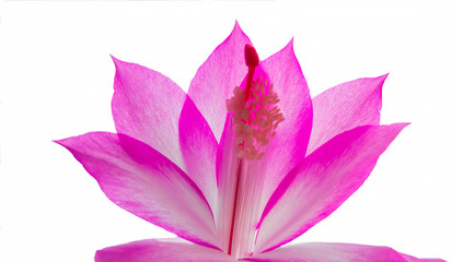 pink lily flower isolated.