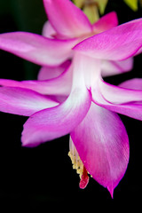 pink lily flower on black background