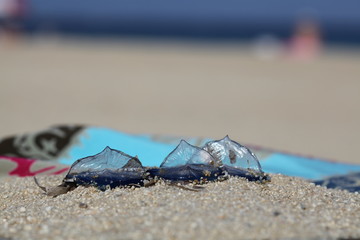 Velella velella sur plage