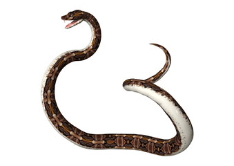 Fototapeta premium 3D Rendering Gaboon Viper Snake on White