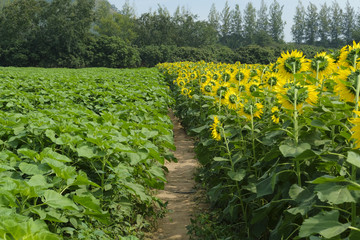 sunflower and young sunflower