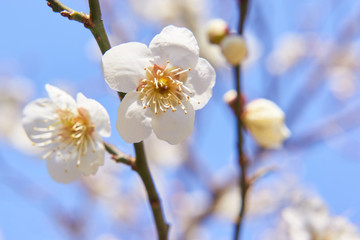 梅の花　開花