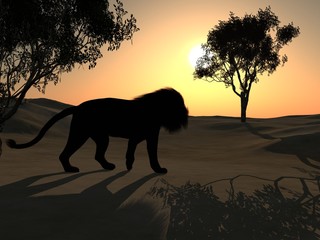 Fototapeta na wymiar Lion at sunset in the savannah. 