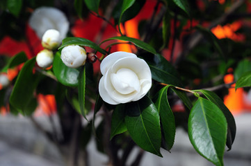 Camellia japonica-6