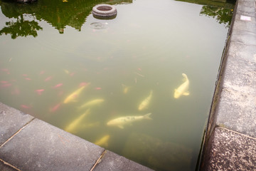 Fish pond in Jeju Mokgwana, the oldest remaining building in Jeju