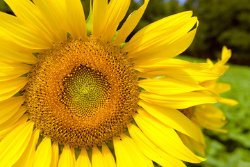 Obraz premium Sunflowers blooming against a bright sky