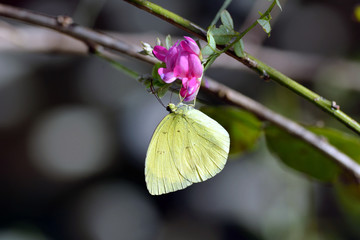 Eastern Pale Clouded Yellow-Colias erate- sucks a pink flower nectar in Fukuoka city, JAPAN. It is in October.