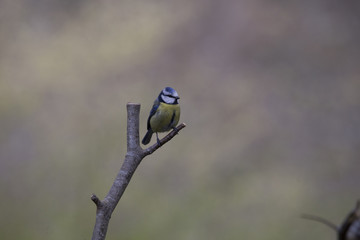 blue tit