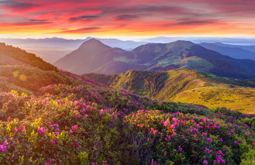 Amazing colorful sunrise in mountains with colored clouds and pink rhododendron flowers on foreground. Dramatic colorful scene with flowers