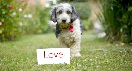 Fototapeta premium The cute black and white adopted dog