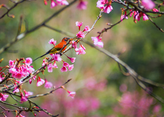 Sunbird bird, Birds on a cherry tree,cherry tree -Doi Ang Khang, Chiang Mai, Thailand.