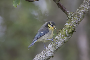 blue tit