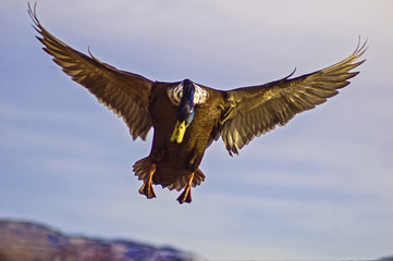 flying duck