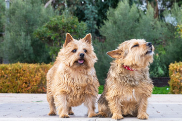 Norwich Terriers dogs in a isolated park setting. Dogs in park. 