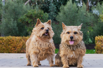 Norwich Terriers dogs in a isolated park setting. Dogs in park. 