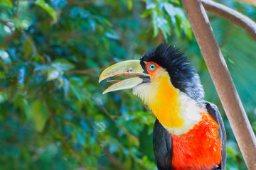 Close-up of the toucan in the Iguazu Waterfall National Park