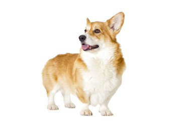 dog on a white background