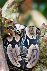 Close-up of grey and beige snake at the Iguazu Waterfalls National Park