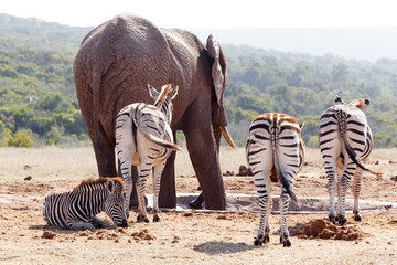 Obraz premium Zebras standing and waiting at the dam