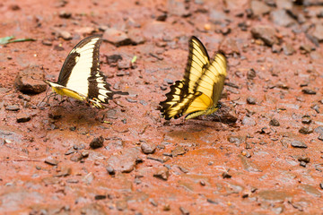 Close-up of colorful butterfly at Iguazu Falls