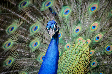 Obraz premium Portrait of a peacock with feathers spread open.