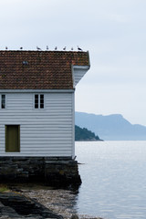 Gulls on the roof in Norway