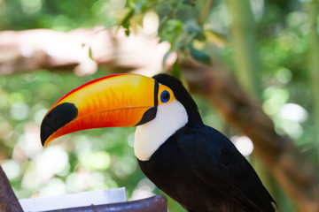 Close-up of the toco toucan Ramphastos toco.