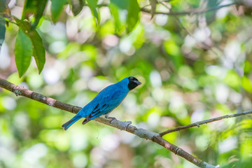 The blue dacnis (Dacnis cayana) or turquoise honeycreeper at the Iguazu Waterfalls National Park
