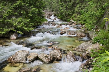Naklejka na ściany i meble Hincov stream., national park High Tatras. Beautiful, clear mountain stream in the wild. Europe, country Slovakia.