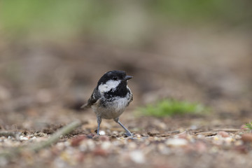 coal tit