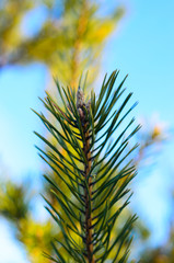 Pine tree needles