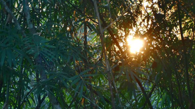 4K footage, morning Bright sun lens flare effect and sun light rays through foliage of bamboo tropical forest 