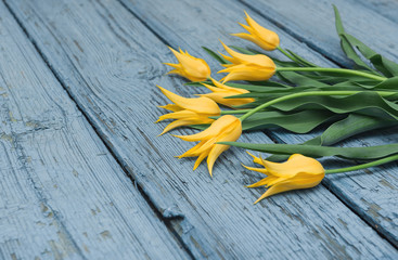 Yellow tulips on wooden background, Easter, the Mother's Day
