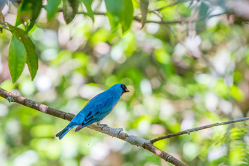 The blue dacnis (Dacnis cayana) or turquoise honeycreeper at the Iguazu Waterfalls National Park