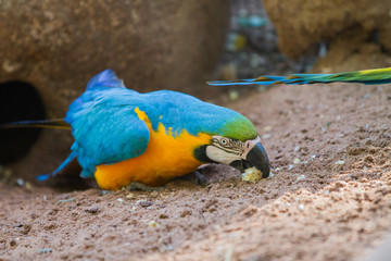 The blue-and-yellow macaw (Ara ararauna), also known as the blue-and-gold macaw