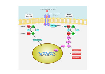 Kras: Kirsten rat sarcoma viral oncogene homolog, its pathway and mechanism of action - obrazy, fototapety, plakaty