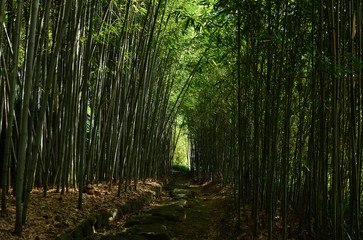 Pathway through bamboo grove, Kyoto Japan
竹林の径　京都