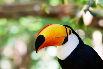Close-up of the toco toucan Ramphastos toco.