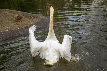 Naklejka premium Swan in water