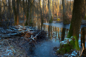 Bobrowe żeremie © Tomek Kiecana