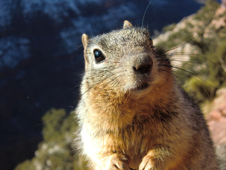 Naklejka na ściany i meble Cute furry squirrel hungry for a snack