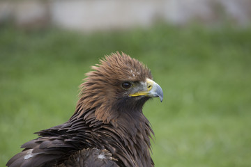 golden eagle