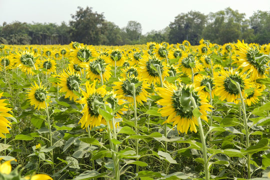 back view sunflower field
