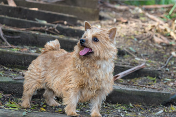 The portrait of a Norwich Terrier in a garden. Brown dog. Terrier.